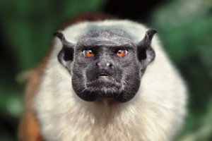 Pegi tamarin (majom)